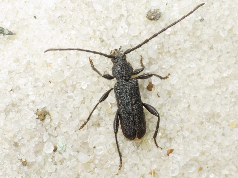 Ropalopus macropus (Germar, 1824)